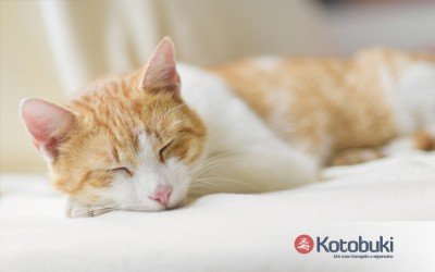 Dormir ou não com o seu animalzinho na cama