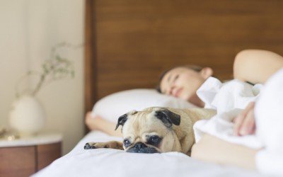 Dormir com o pet: afinal, o que preciso saber?