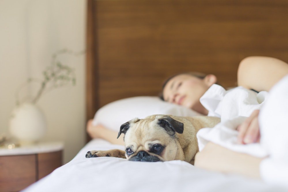 Dormir com o pet: afinal, o que preciso saber?